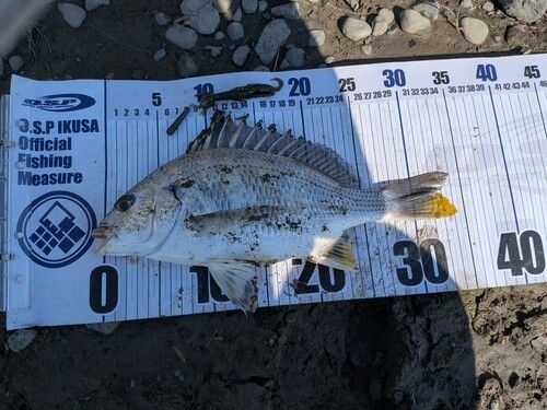 キビレの釣果