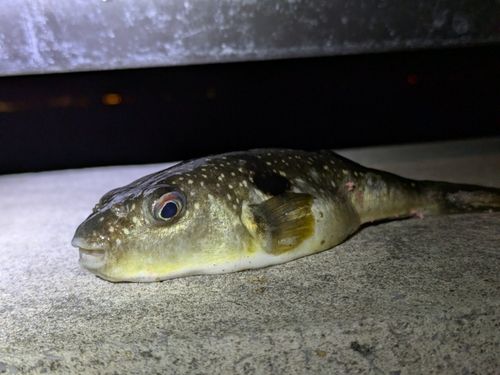 クサフグの釣果