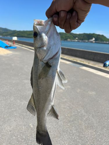セイゴ（タイリクスズキ）の釣果