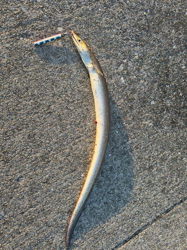 ハモの釣果