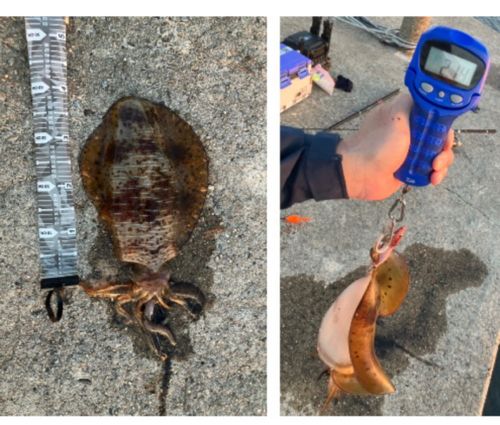 アオリイカの釣果