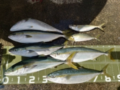 ブリの釣果
