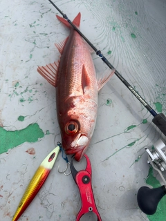 ハチビキの釣果