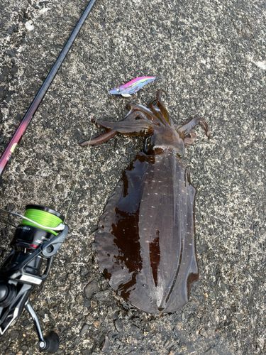 アオリイカの釣果
