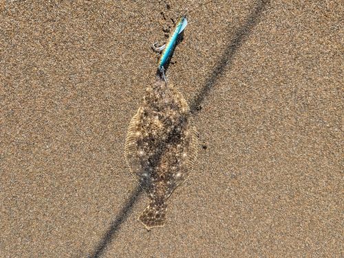 ソゲの釣果