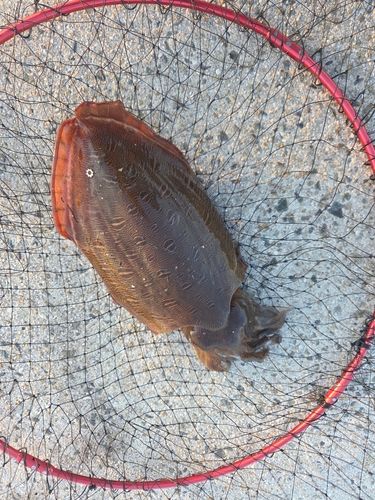 モンゴウイカの釣果
