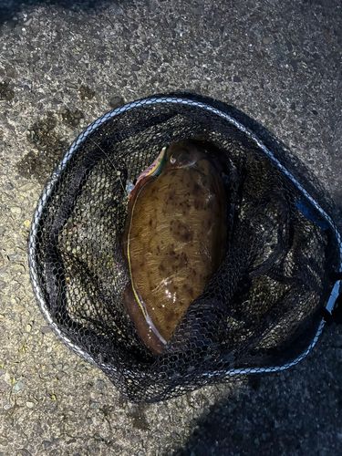 コウイカの釣果