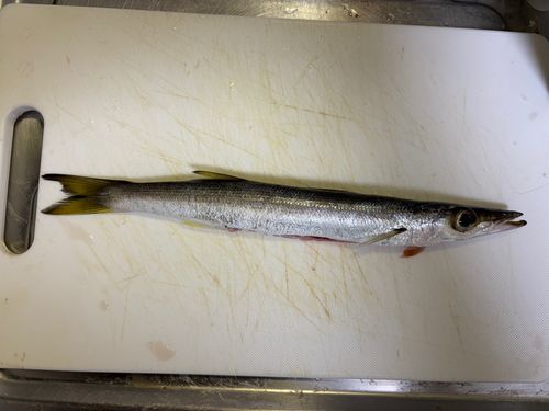 カマスの釣果