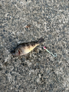 シロメバルの釣果