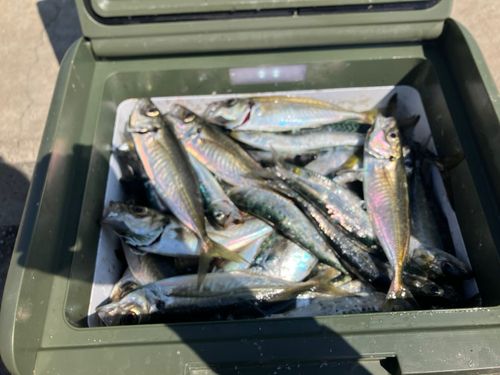 クロソイの釣果