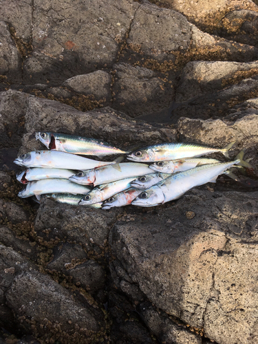 サバの釣果