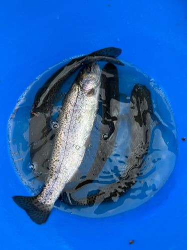 ニジマスの釣果