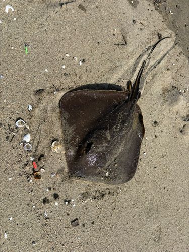 アカエイの釣果