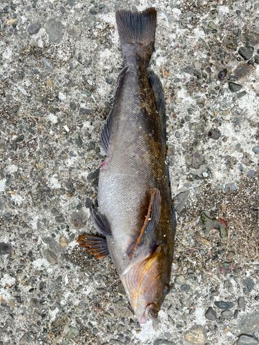 アイナメの釣果