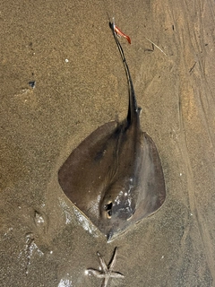 アカエイの釣果