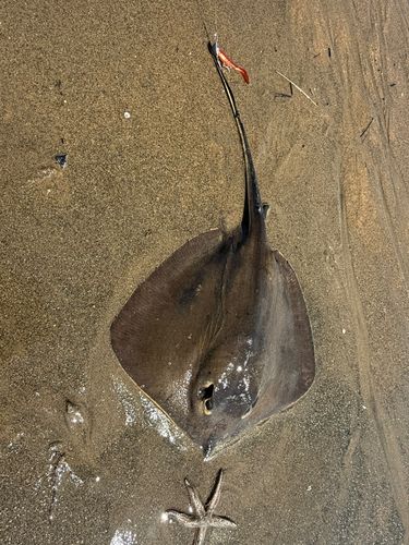 アカエイの釣果