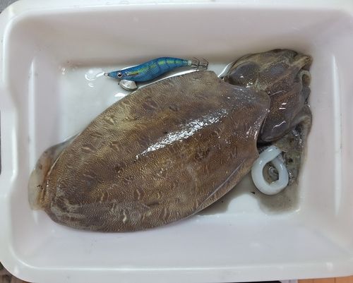 コウイカの釣果