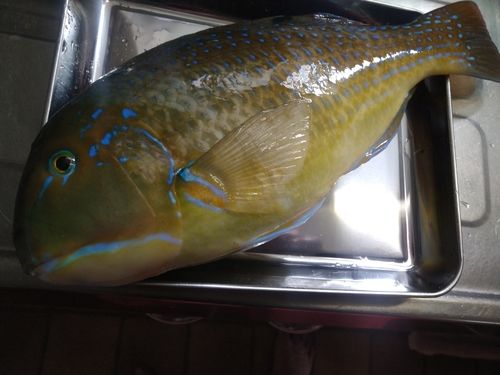 シロクラベラの釣果