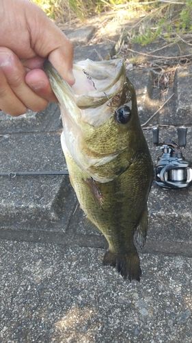 ラージマウスバスの釣果