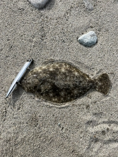 ソゲの釣果