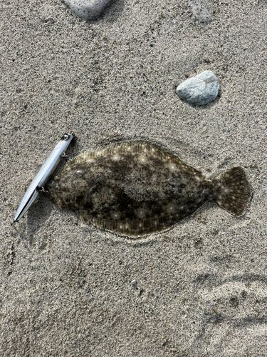 ソゲの釣果