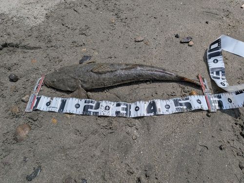 マゴチの釣果