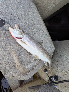 アイナメの釣果