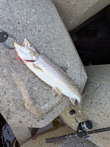 アイナメの釣果