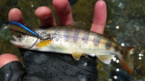 アマゴの釣果