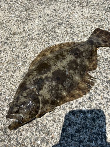 ヒラメの釣果