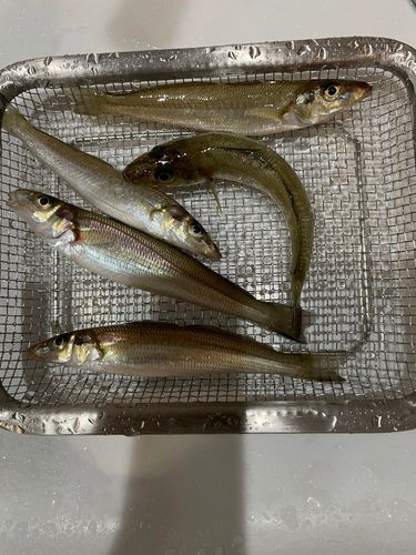 キスの釣果