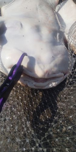カスザメの釣果