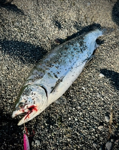 サクラマスの釣果