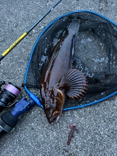 アイナメの釣果