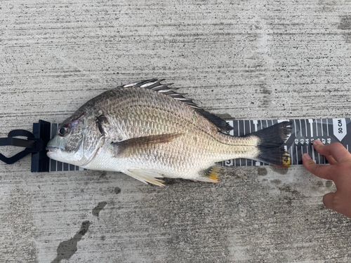 キビレの釣果