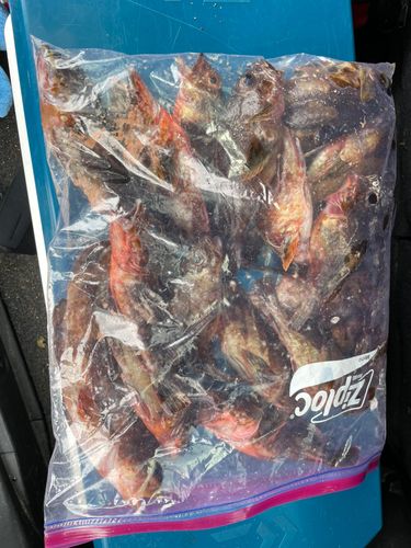 カサゴの釣果