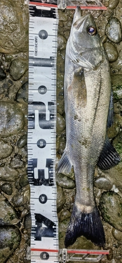 フッコ（マルスズキ）の釣果