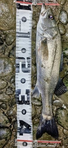 フッコ（マルスズキ）の釣果