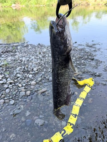 ナマズの釣果