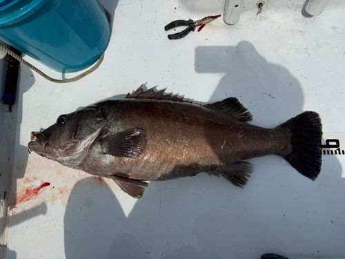 アラの釣果