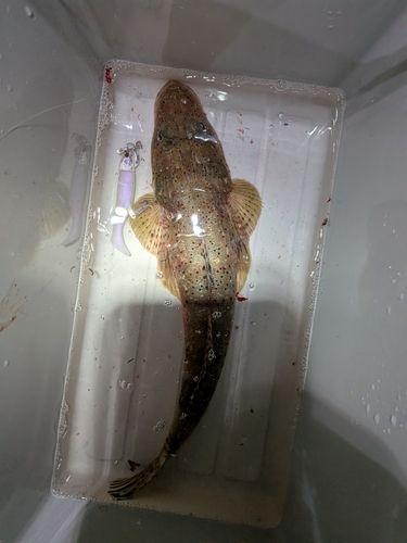 イネゴチの釣果