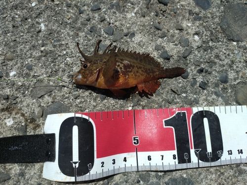 ガシラの釣果