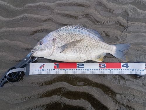 キビレの釣果