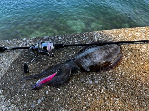 アオリイカの釣果