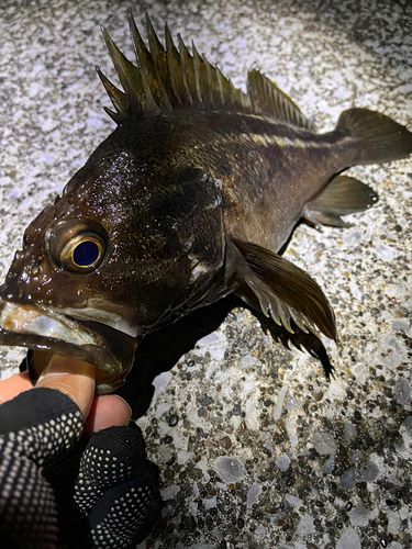 シマソイの釣果