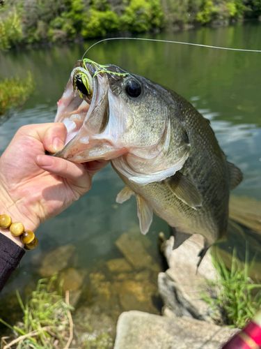 ブラックバスの釣果
