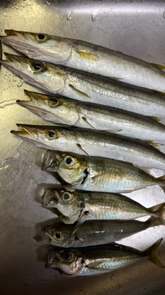 アジの釣果