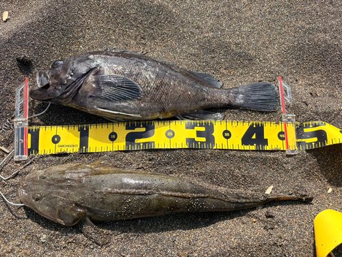 クロソイの釣果