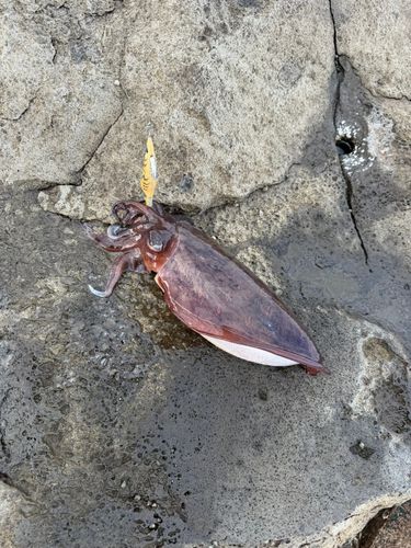 モンゴウイカの釣果