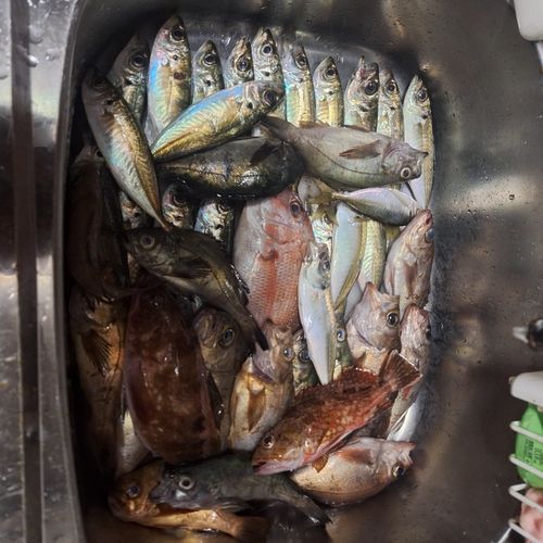 釣果